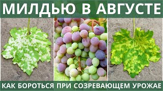 Милдью на винограде в августе при созревающем урожае? Поможет ЙОД!