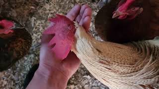 Feeding the birbs