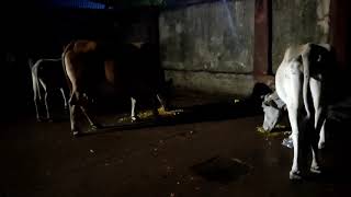 Feeding at 1.00 am to Stray animals - in Lock Down time in Odisha - Day 08