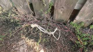 Snake Skin on the Path to the Beach