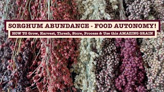 SORGHUM ABUNDANCE: TAKE your PERMACULTURE FOOD FOREST to the NEXT LEVEL with this EASY TO GROW GRAIN