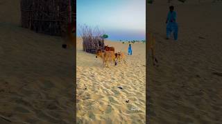 Desert famous cows|white Desert #trending  #viralvideo  #shorts  #short