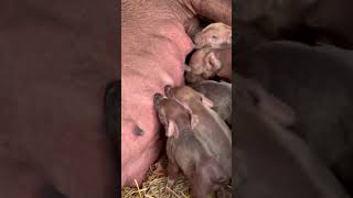 One day old piglets