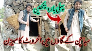 Old Traditional way to Dismount Walnut in GB گلگت بلتستان میں اخروٹ کو کیسے اتارا اور سکھایا جاتا ہے