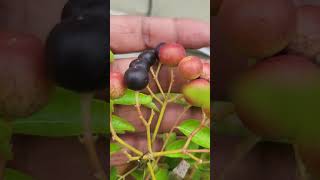 Curry leaves fruit