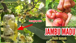 JAMBU MADU RED THAI BUAH BANYAK | Perangkap lalat buah