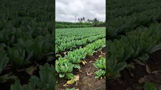 Gobi Farm | Cauliflower Farming 🥦! #shorts #gobi #cauliflower