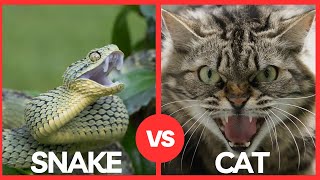 Snake vs Cat