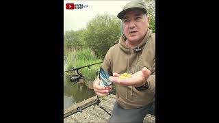 РИБОЛОВ на ШАРАН  #fishing #риболов  #carp  #daiwa  #шаран