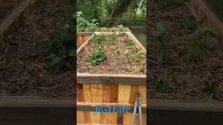 What’s growing in your garden? This bed has Strawberries evenly spaced with Onions between them.