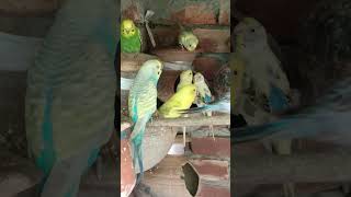 Budgie Song and Sounds - পাখির ডাক -০০৬(5)