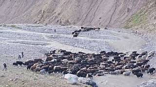 Mountain yaks at Chiprson pomir