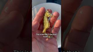 My FAVORITE Catch This Season! #shorts #nature #animals #outdoors #trending #seahorse #fishing