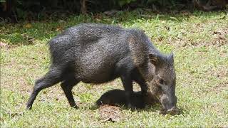 Collared Peccary | Tajacu pecari | Saíno