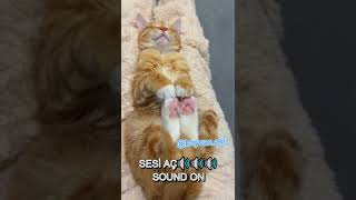 MOTOR GİBİ MIRRRLAYAN BİR KEDİİİ SESİ AÇIN🔊😻🐱‍👤🔊😻🐱‍👤