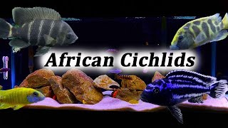 Aquarium cichlid and shark fish names #setup #top #video #breeding #aquarium #setup #like #viral