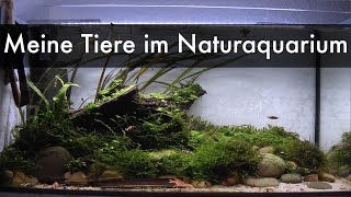 Die Tiere in meinem Naturaquarium | The animals in my nature aquarium