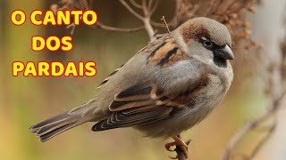 Pardal (Passer domesticus)