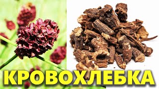 Кровохлебка лекарственная: польза и применение для здоровья