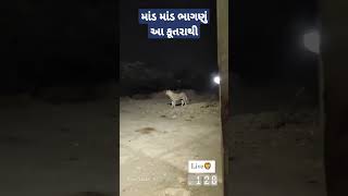 આ કૂતરો સિંહ શાળા કરવા પડ્યા ભારે #gujrat #_ #dj