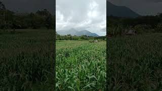 kebun jagung di kalimantan #shorts