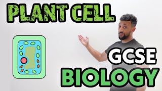 GCSE Biology - Plant Specialised Cells