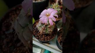 Little one #cactus #gymnocalycium #flowers