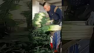 Process Of Cutting Off The Leaves On The Top Of The Bundled Scallions !