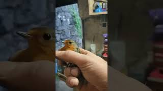 The Friendly Robin