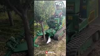 Modern Truck Moving Big Tree