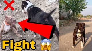 Pitbull ki Fight 😱ho gyi👍#trending #chopkvlogs #reels #dogvlog