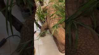 Wooden crocodile statue مجسمه تمساح چوبی