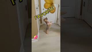 Just a HAPPY HAPPY DOG!! WATCH How She Sneaks out at the Start!😜😇😝#shorts#trendingdog#viraldog#funny