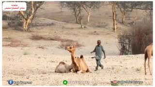 #Camel Form #Thar Desert Aerea