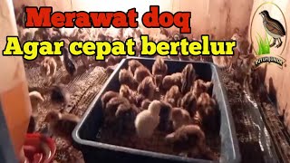 Cara Merawat Puyuh Agar Cepat Bertelur