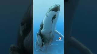 Incrível Baleia Azul E Filhote|Amazing Blue Whale And Puppy|Increible Ballena Azul Y Cria