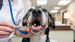 Podcast Title All About Tartar Removal in Dogs Before, During, and After