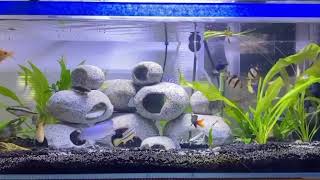 Cichlid tank