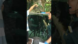 Feeding a Lungfish at River Wonders Singapore! #shorts #lungfish #singapore #ytshorts