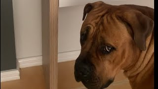 Big Boerboel Misses His Sister #trending #boerboel #shortvideo