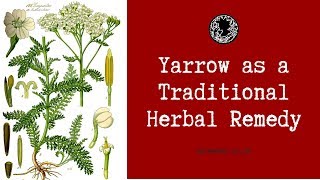 How to Use Yarrow As a Herbal Remedy and Medicine (Achillea millefolium)