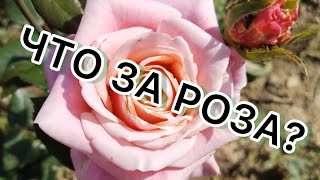 КТО-НИБУДЬ УЗНАЁТ ЭТУ КРАСОТКУ?😉 ВАШИ ВАРИАНТЫ ПИШИТЕ В КОММЕНТАРИИ!🌹