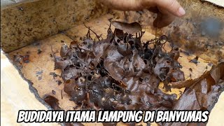 SUKSES BUDIDAYA KELULUT ITAMA LAMPUNG DI BANYUMAS