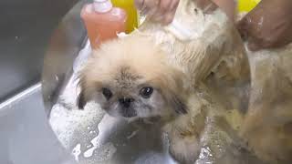 PEKINGESE " SKIN TREATMENT" @ JY PET SALON