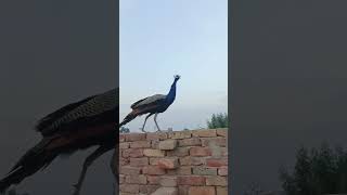 #birds #youtubeshorts #camel #peacock #youtubevideos