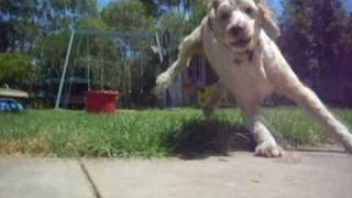 Remote Control Car Camera Dog Freak Out