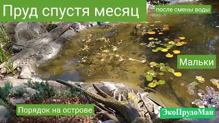 Пруд с чистой водой спустя месяц