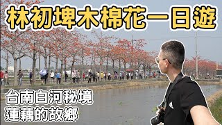 【ManLife】台南白河林初埤木棉花道一日遊 ｜蓮藕的故鄉 全球最美花道之一Tainan one day tour 《阿滿生活｜台南》