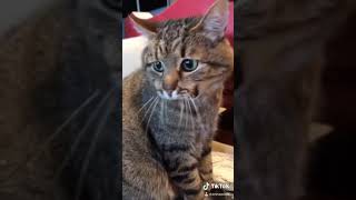 СМЕШНЫЕ КОТЫ из Tik Tok /Funny CATS from Tik Tok степа