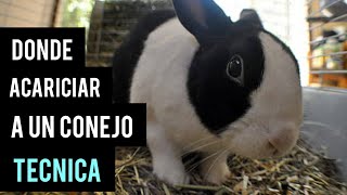 Donde le gusta a los conejos que les acaricien - Como acariciar a un conejo